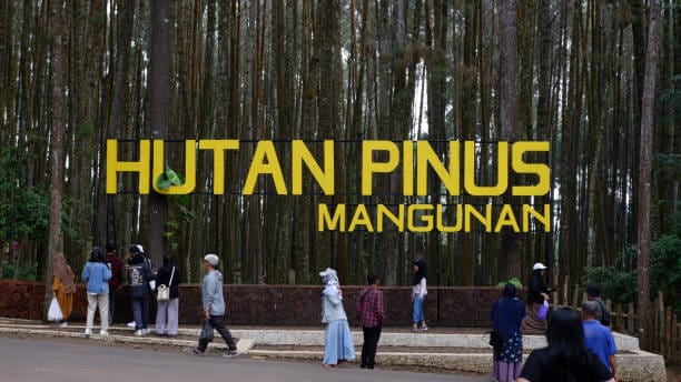 wisata alam hutan pinus